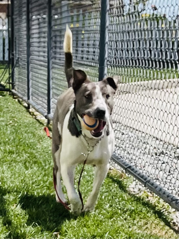 Harper, a Adoptable mixed breed in Lodi, CA image 4/7