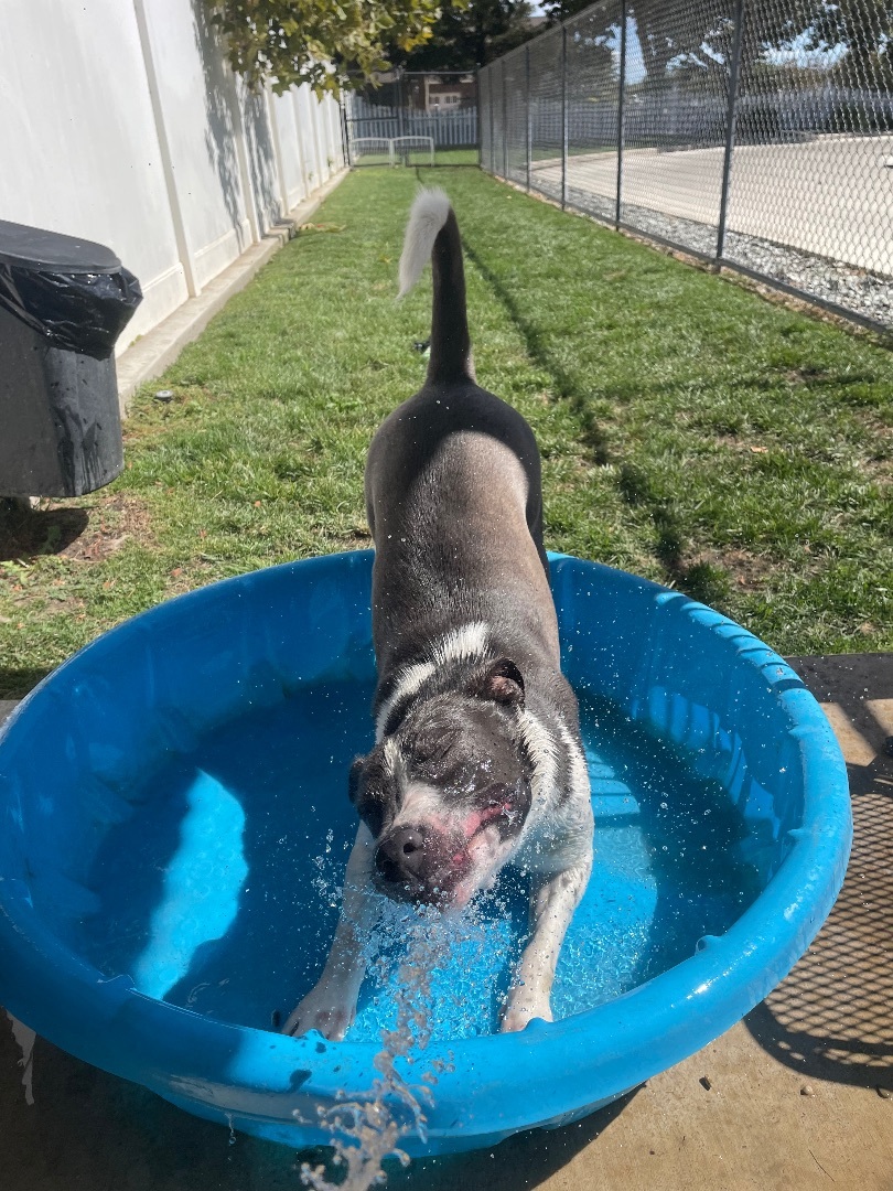 Harper, a Adoptable mixed breed in Lodi, CA image 5/7