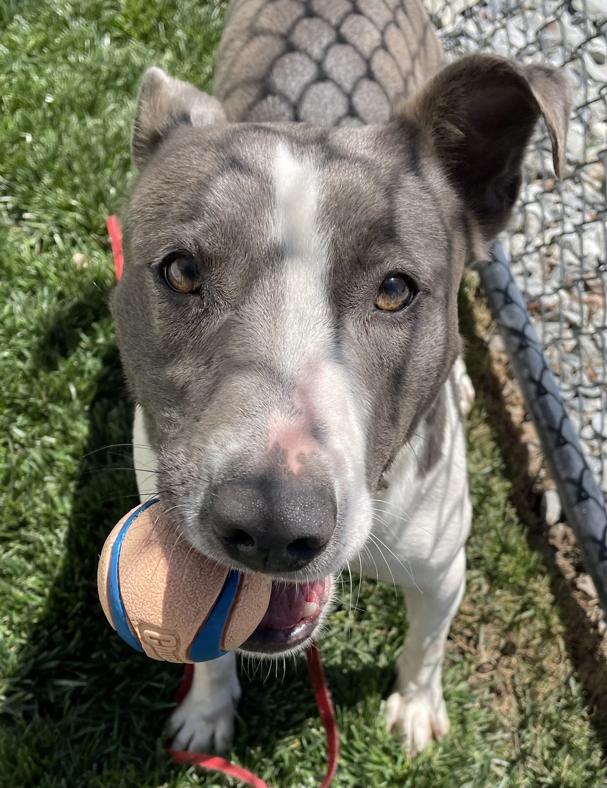Harper, a Adoptable mixed breed in Lodi, CA image 6/7