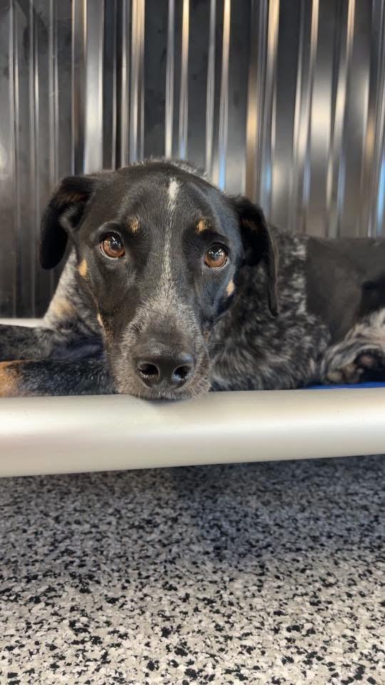 Enlarge Artie, a ADOPTABLE mixed breed in POCOMOKE CITY, MD image 1/2