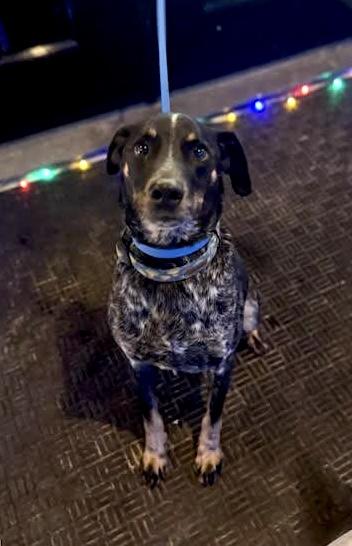 Enlarge Artie, a ADOPTABLE mixed breed in POCOMOKE CITY, MD image 2/2