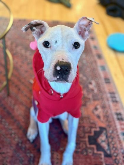 Krypto — thumbnail 2