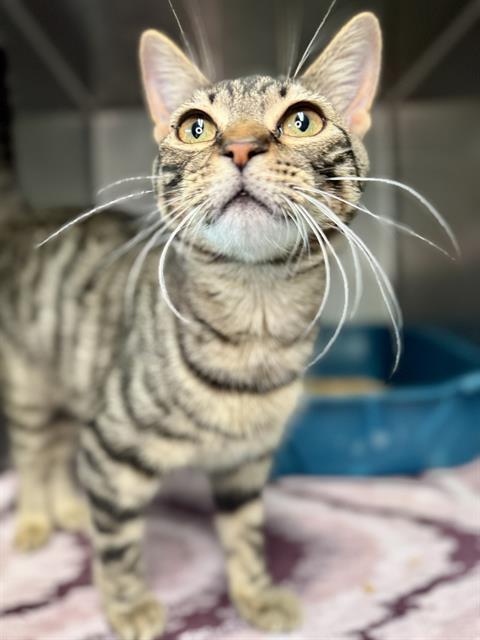 Enlarge LISA, a Adoptable Domestic Short Hair in Fort Walton Beach, FL image 1/1