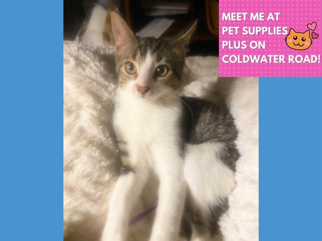 Enlarge VINNY, a Adoptable Domestic Short Hair in Fort Wayne, IN image 1/1