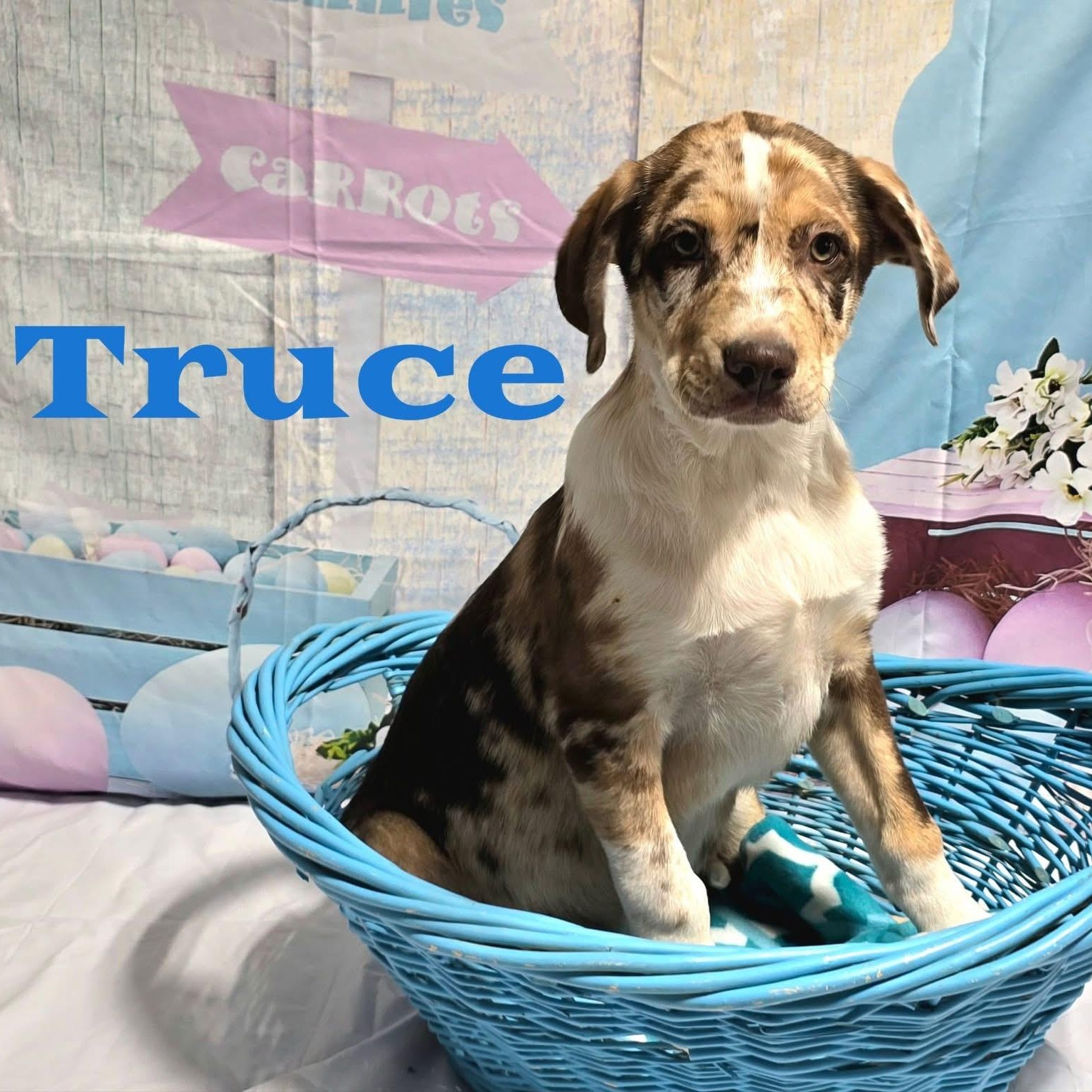 Truce, ADOPTABLE, Puppy Male Mixed Breed.