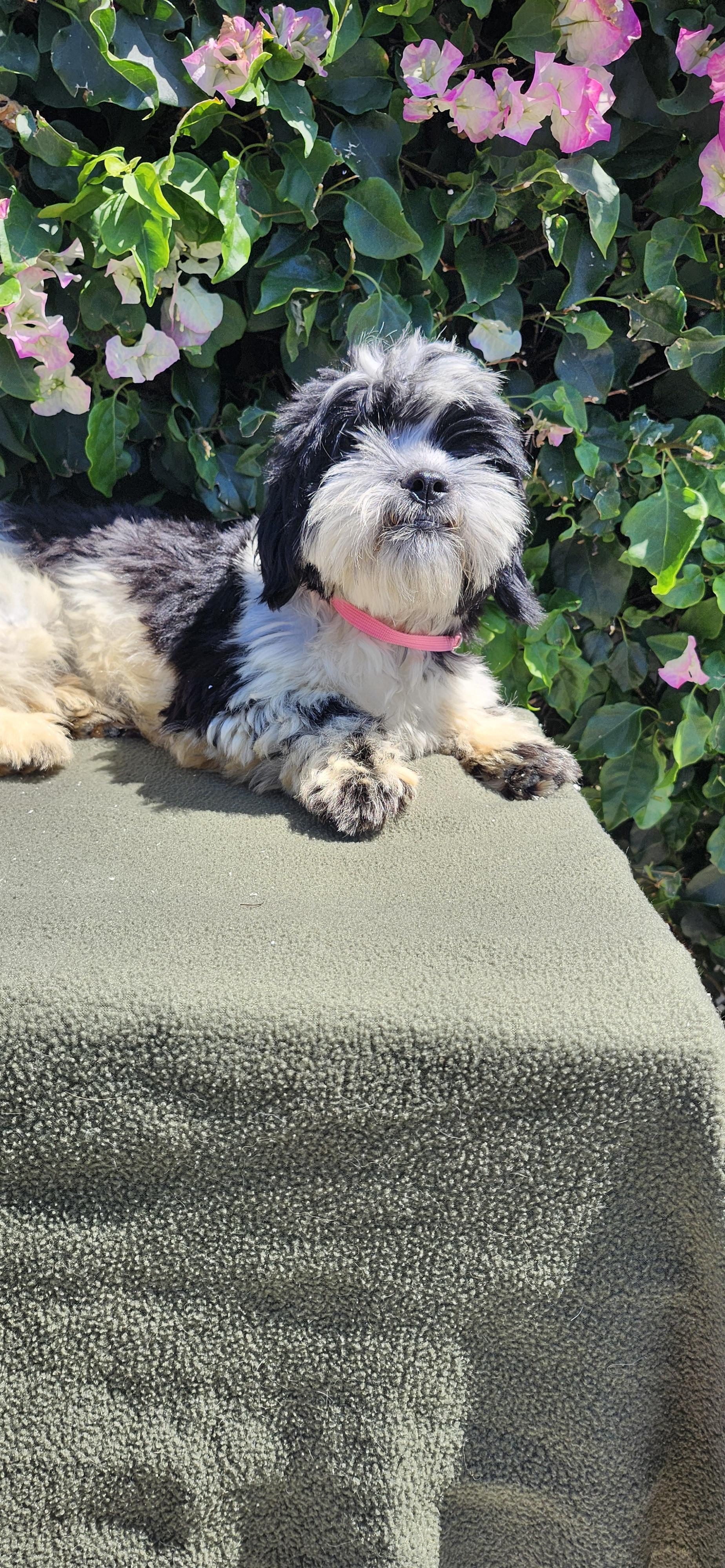 Enlarge Benji, a ADOPTABLE Shih poo in Torrance, CA image 3/3