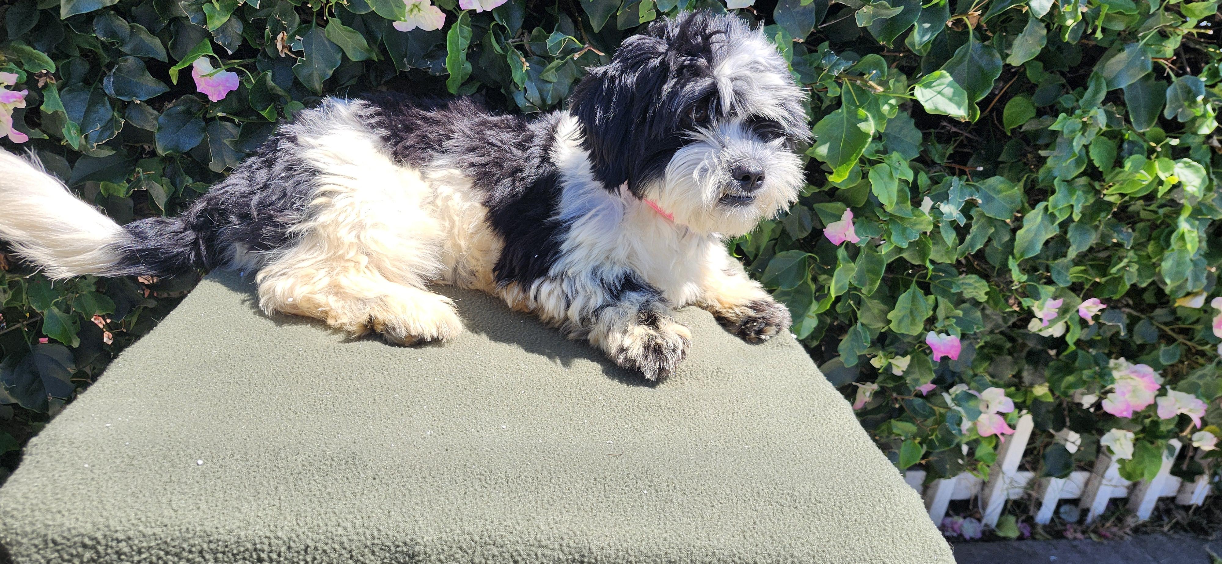 Enlarge Benji, a ADOPTABLE Shih poo in Torrance, CA image 2/3