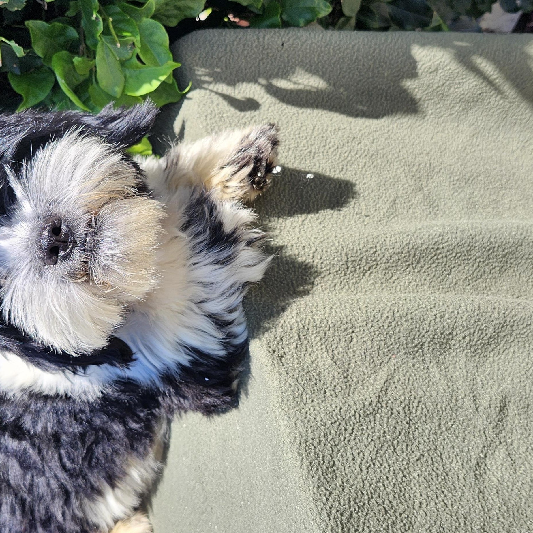 Benji, ADOPTABLE, Puppy Male Shih poo.