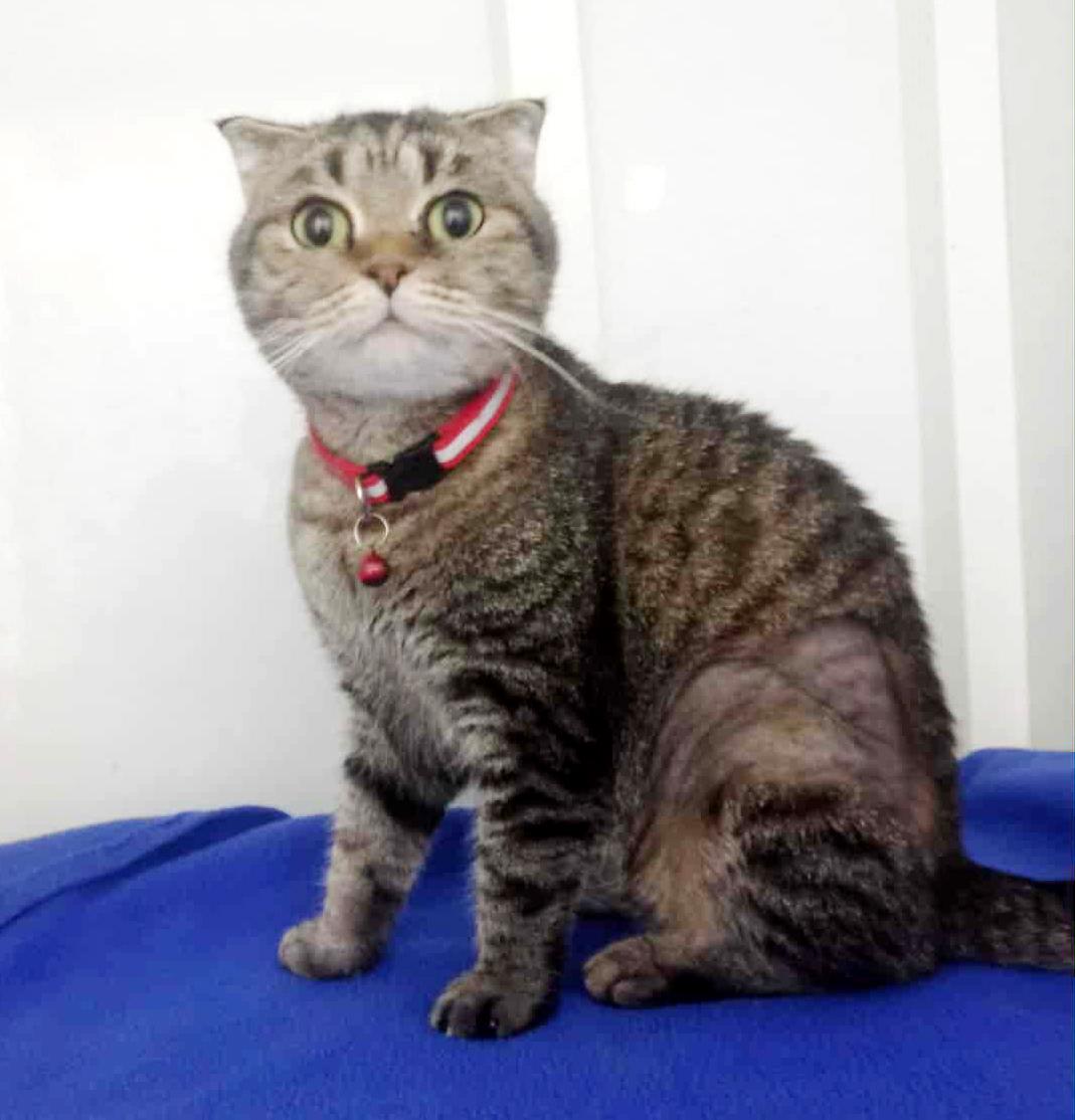  Lily is so darn sweet! Scottish fold ANGEL!!, adopted, Young Female Scottish Fold.