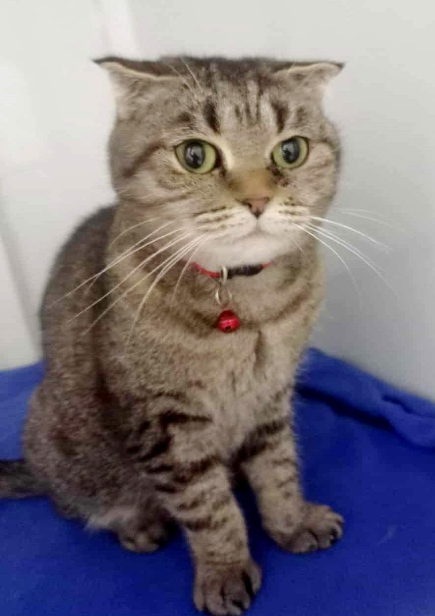 Enlarge  Lily is so darn sweet! Scottish fold ANGEL!!, an adopted Scottish Fold in Bedford Hills, NY image 2/3