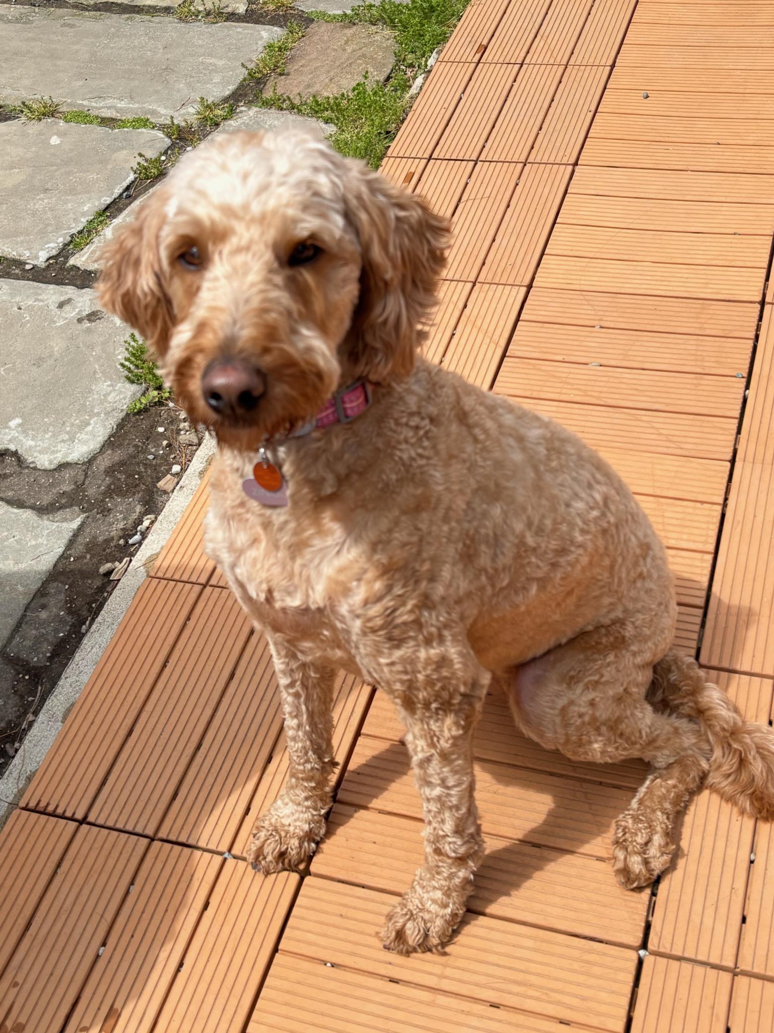 Enlarge OLIVE (MINI), a ADOPTABLE Goldendoodle in Rossford, OH image 1/2