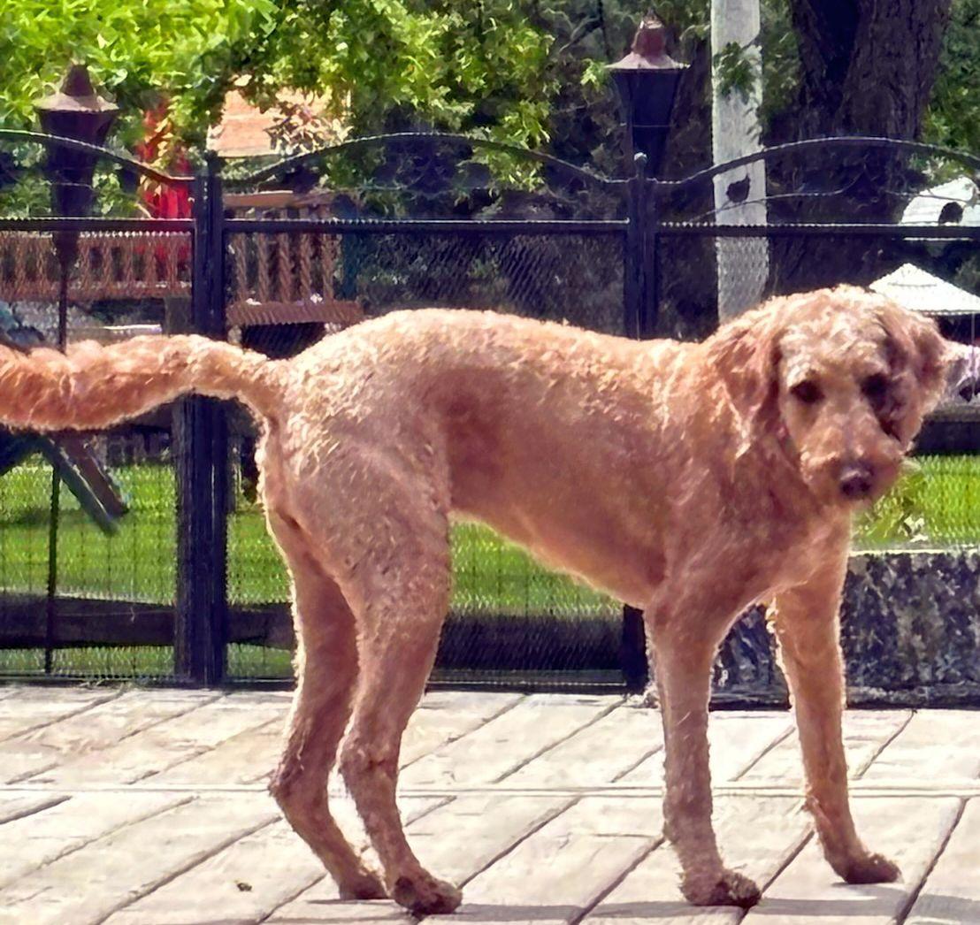 Enlarge OLIVE (MINI), a ADOPTABLE Goldendoodle in Rossford, OH image 2/2