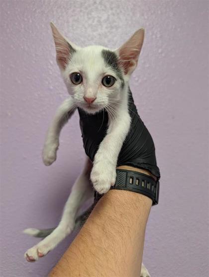 Enlarge 61771725, a Adoptable mixed breed in El Paso, TX image 1/1