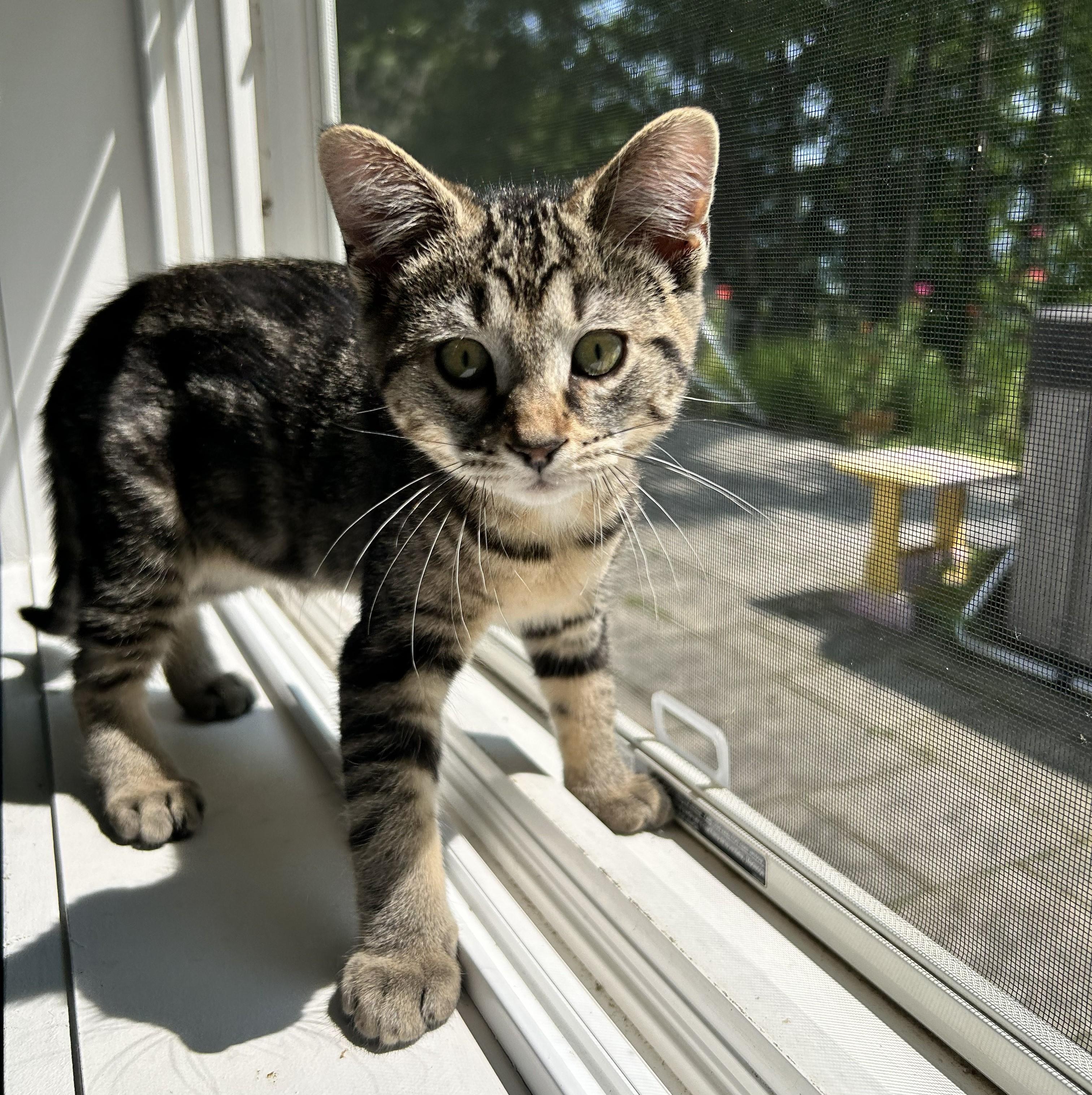 Petunia, Adoptable, Kitten Female Domestic Short Hair.