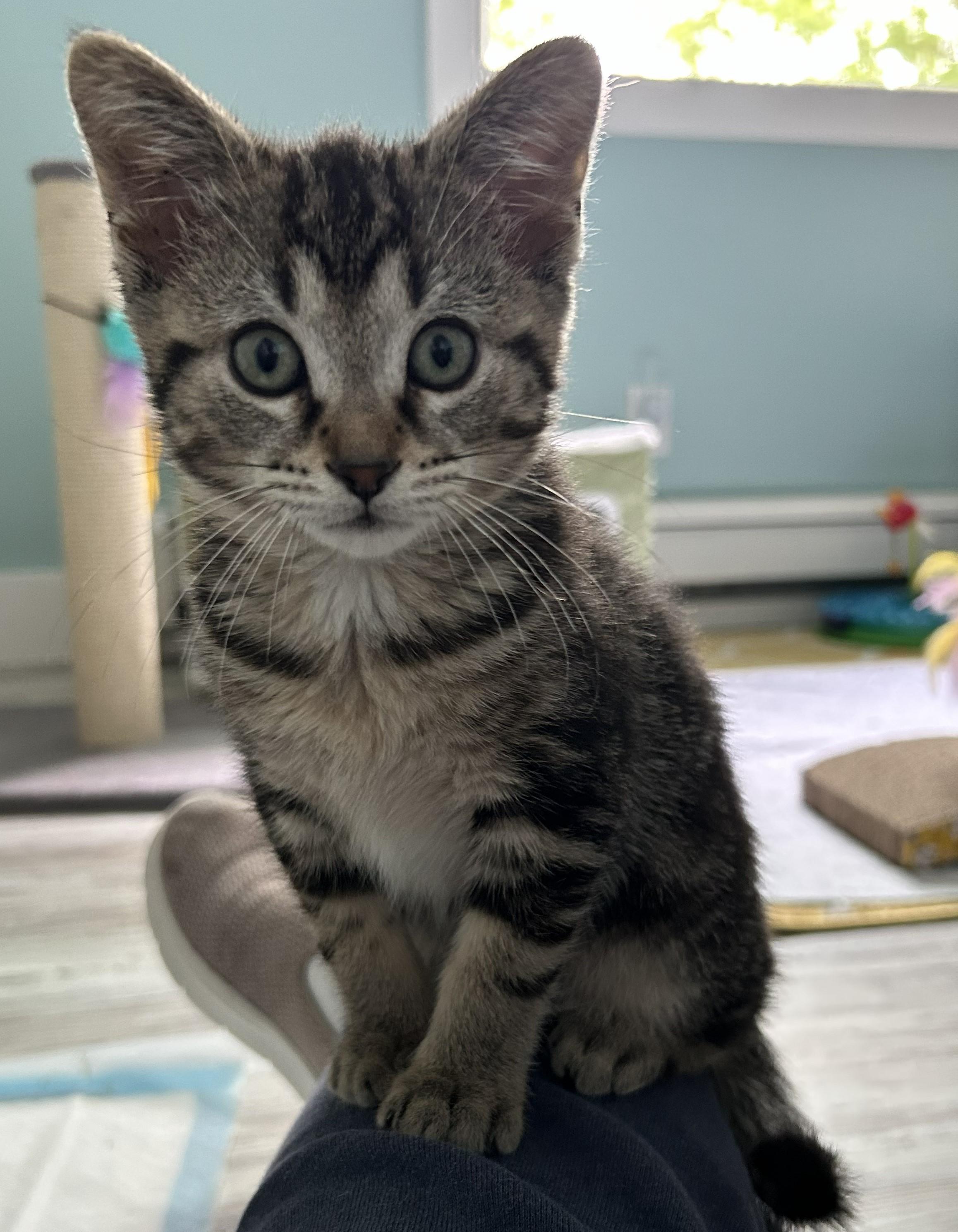 Enlarge Petunia, a Adoptable mixed breed in Carsonville, MI image 2/3