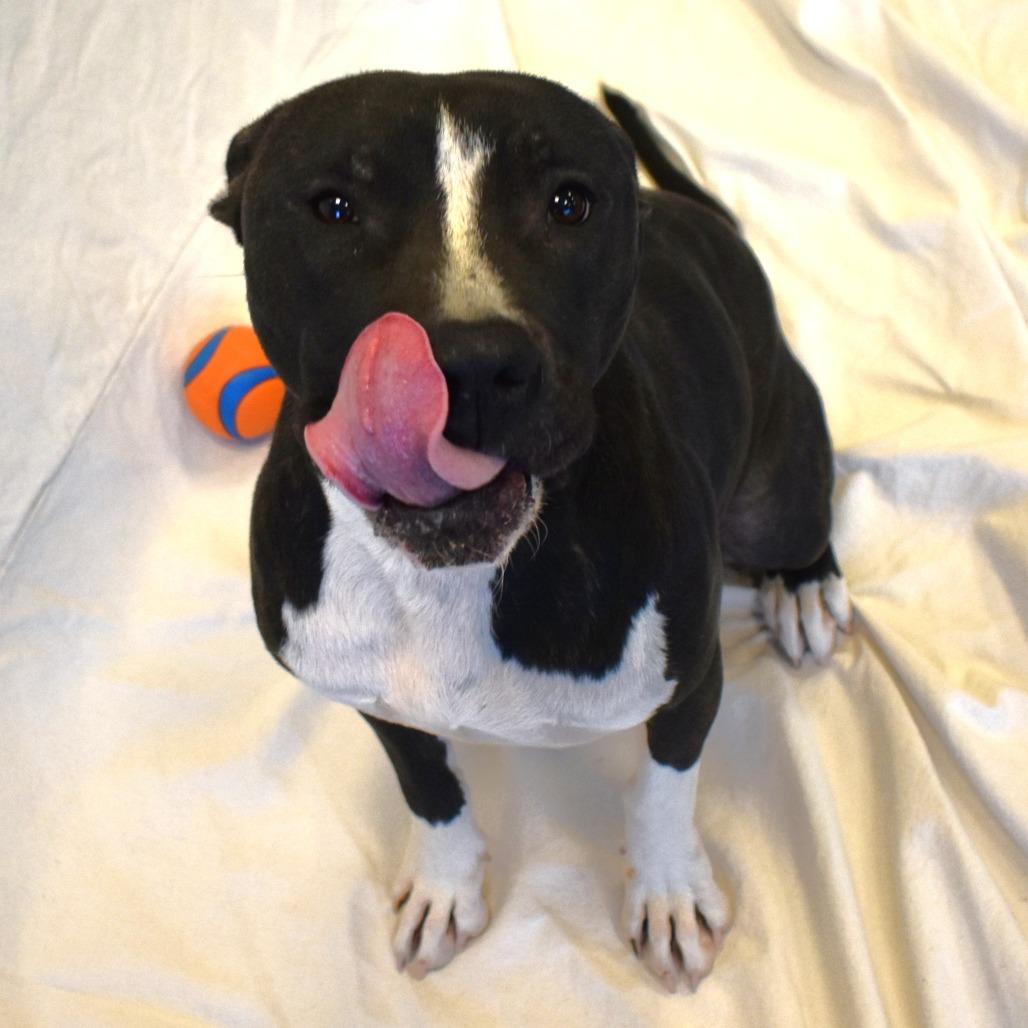 Stella (Lua, Brandi), a Adoptable Pit Bull Terrier in Rifle, CO image 1/6