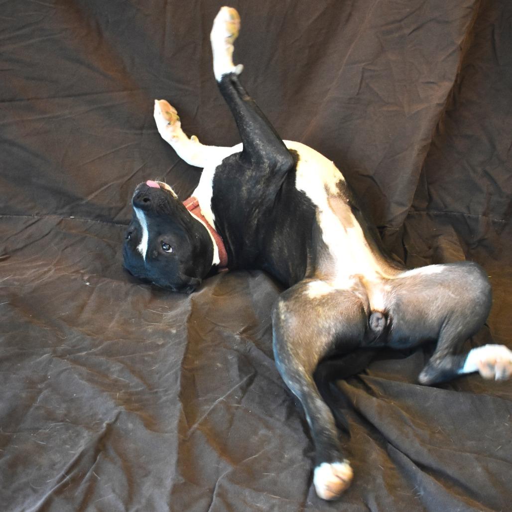 Stella (Lua, Brandi), a Adoptable Pit Bull Terrier in Rifle, CO image 3/6