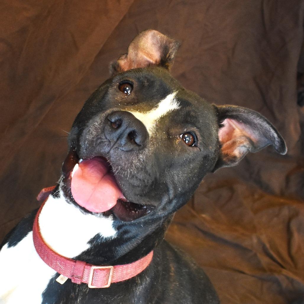 Stella (Lua, Brandi), a Adoptable Pit Bull Terrier in Rifle, CO image 4/6