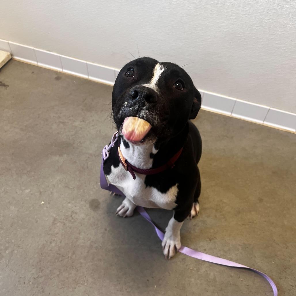 Stella (Lua, Brandi), a Adoptable Pit Bull Terrier in Rifle, CO image 5/6