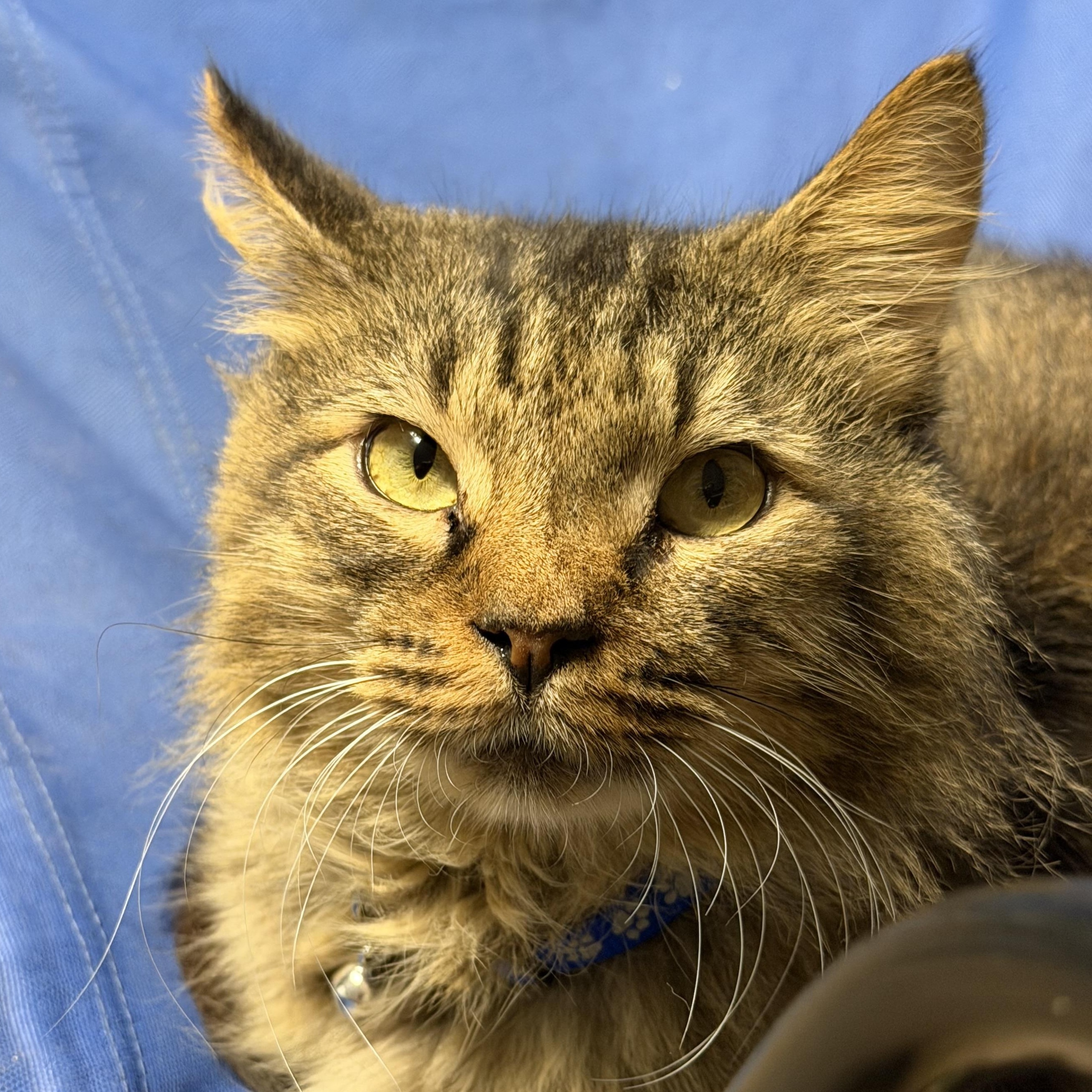 Enlarge Elijah, a Adoptable Domestic Medium Hair in Pottsville, PA image 1/1