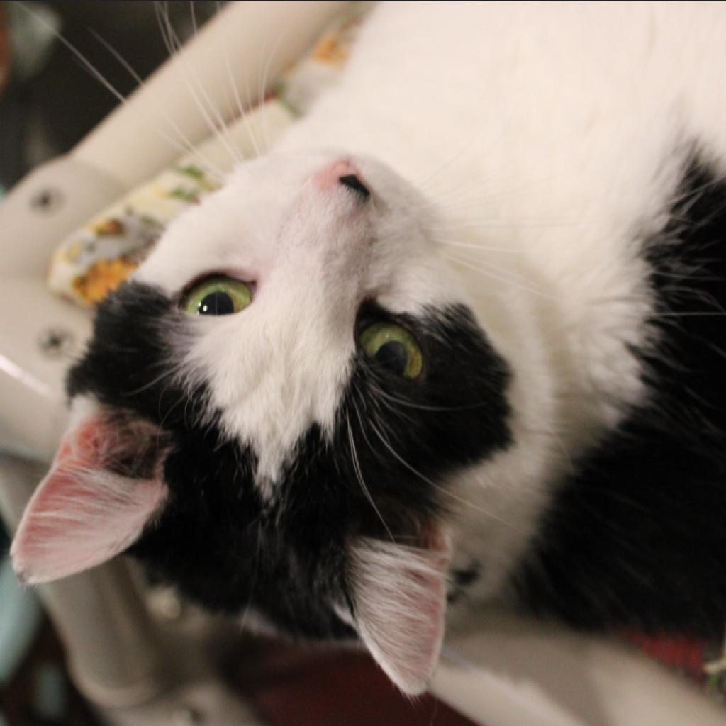 Junior, Adoptable, Senior Male Domestic Short Hair.