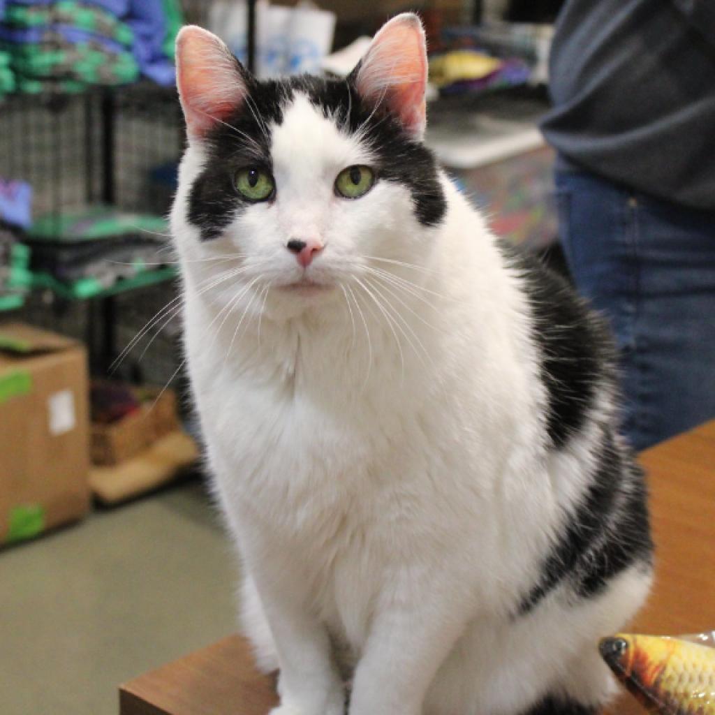Enlarge Junior, a Adoptable Domestic Short Hair in Defiance, OH image 2/6