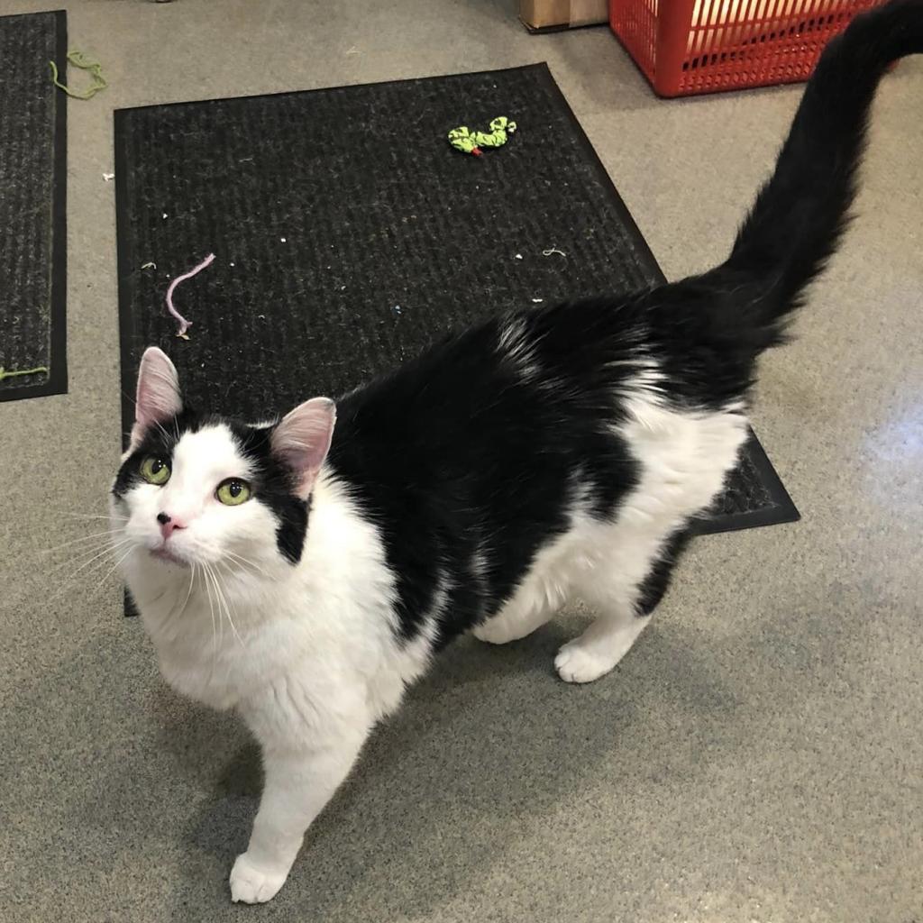 Enlarge Junior, a Adoptable Domestic Short Hair in Defiance, OH image 3/6