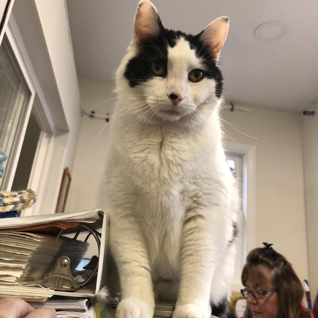 Enlarge Junior, a Adoptable Domestic Short Hair in Defiance, OH image 4/6