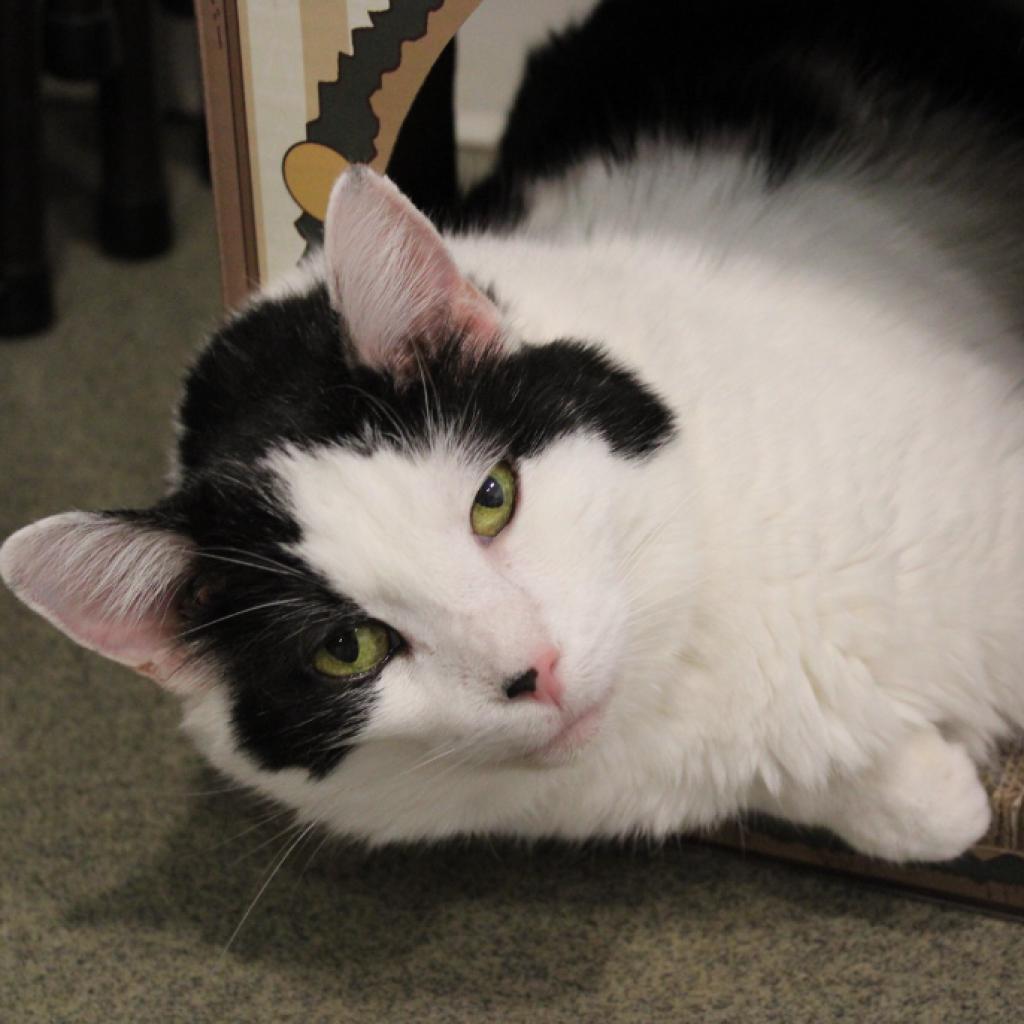 Enlarge Junior, a Adoptable Domestic Short Hair in Defiance, OH image 5/6