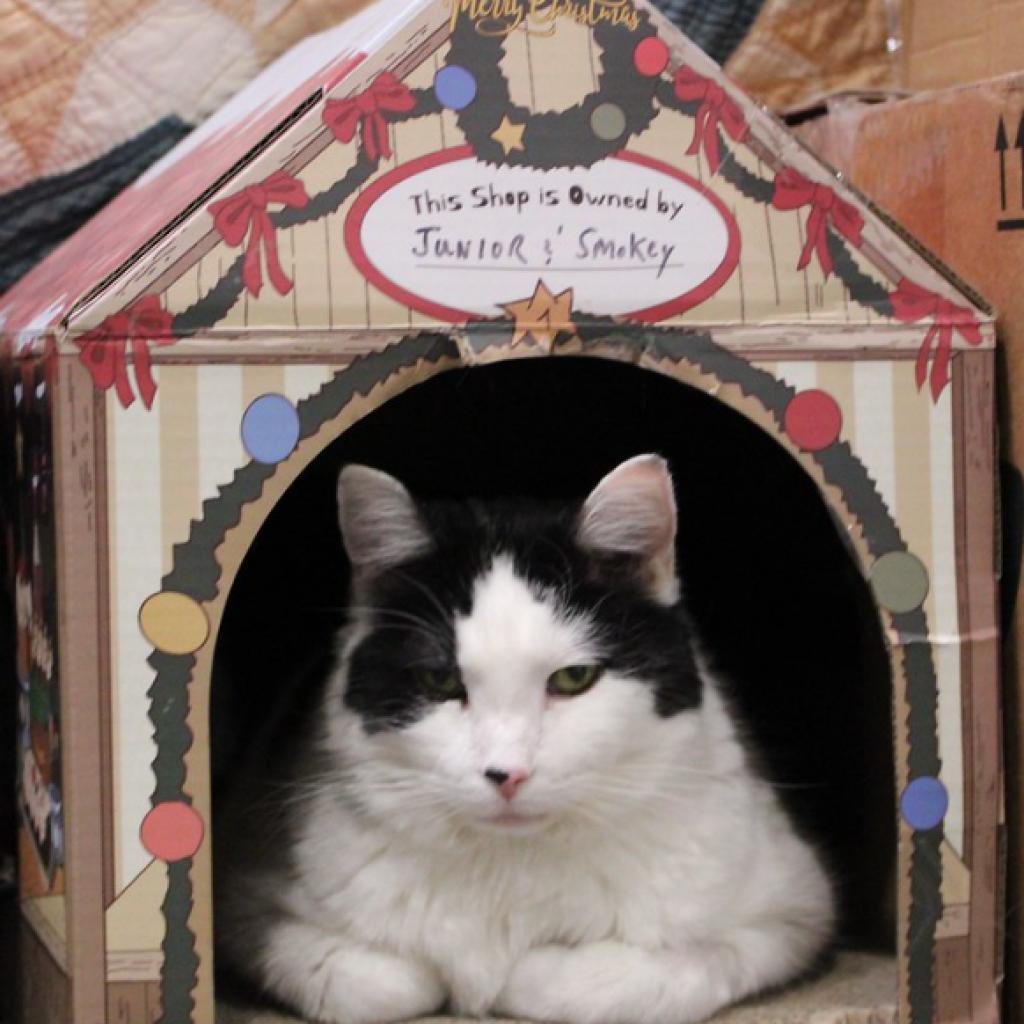 Enlarge Junior, a Adoptable Domestic Short Hair in Defiance, OH image 6/6