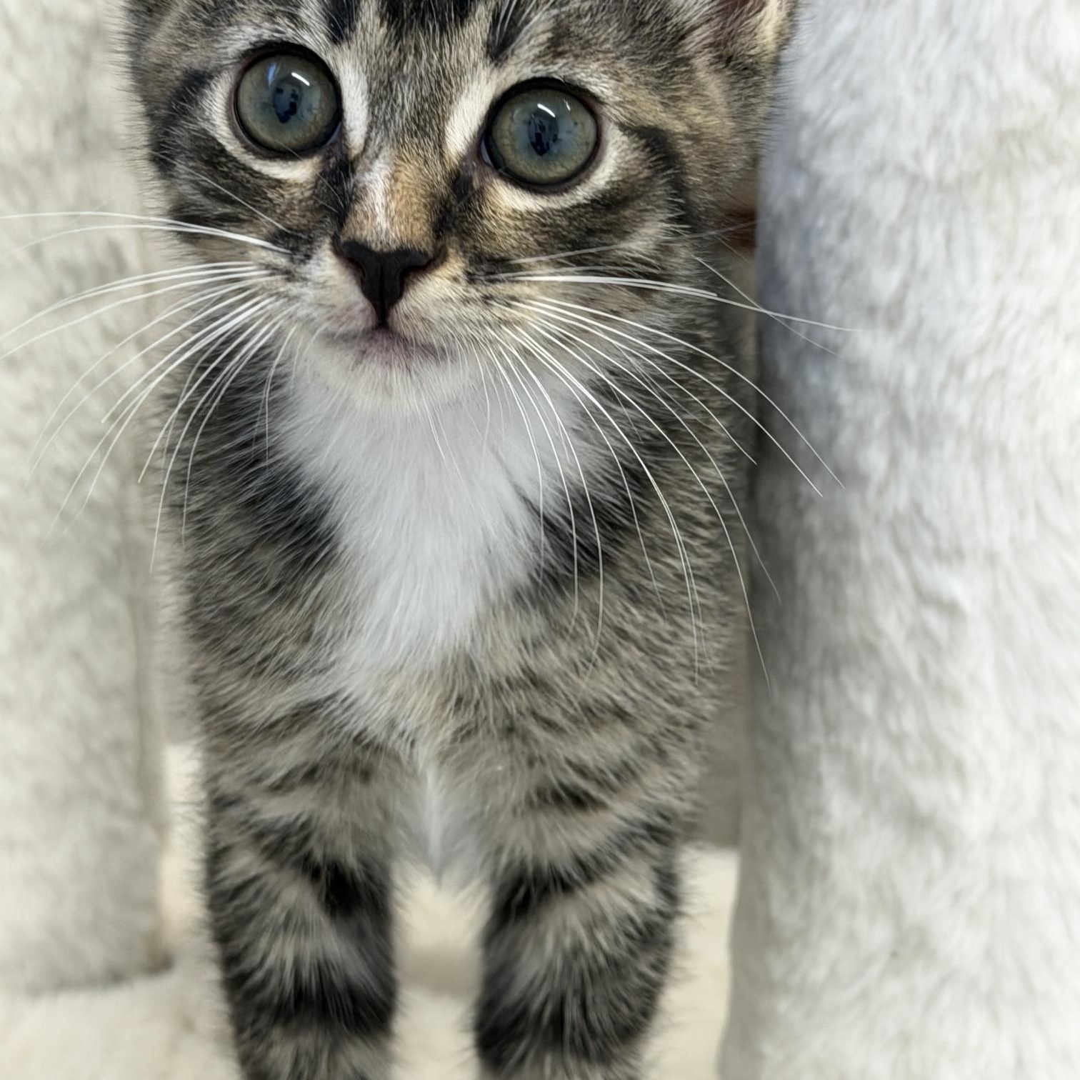 Picante, an adopted Domestic Short Hair in Gardnerville, NV image 2/3