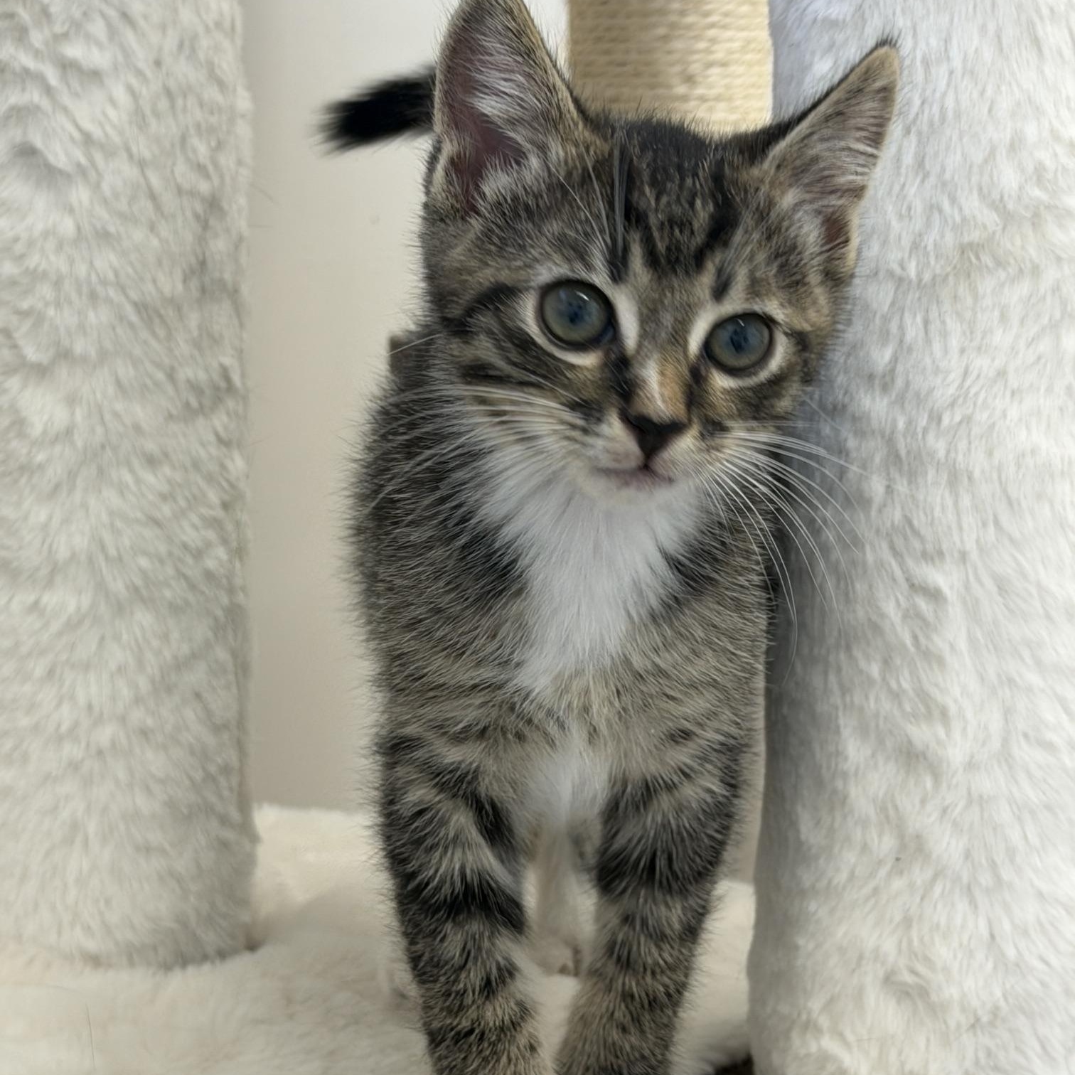 Picante, adopted, Kitten Male Domestic Short Hair.