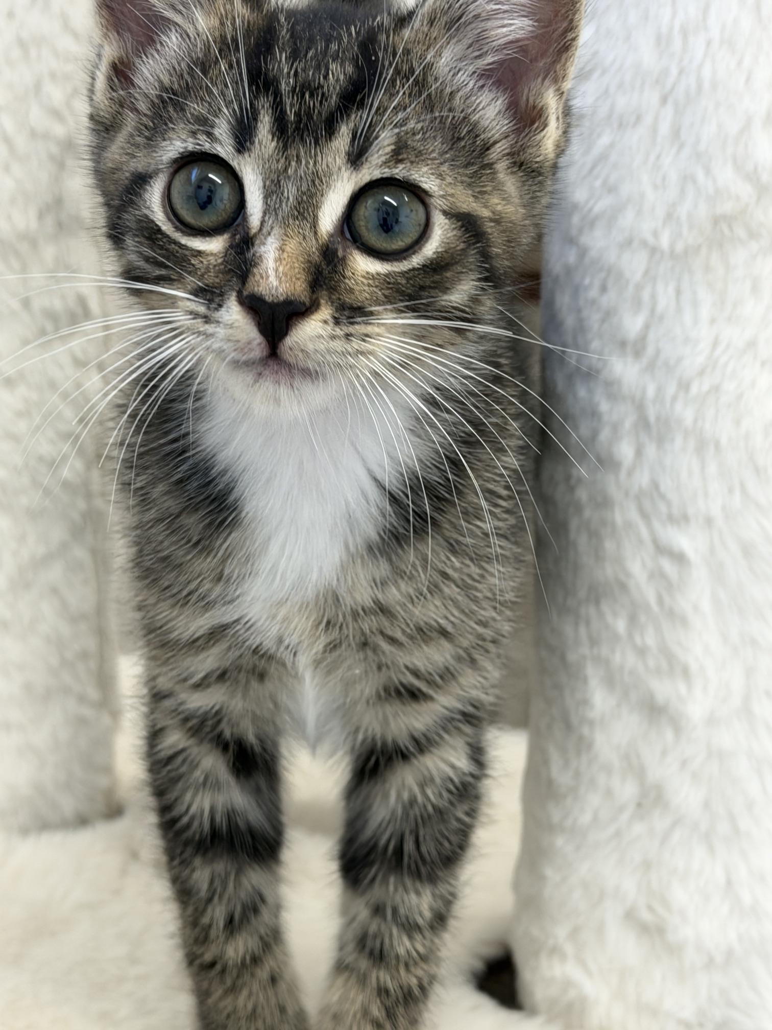 Picante, an adopted Domestic Short Hair in Gardnerville, NV image 3/3