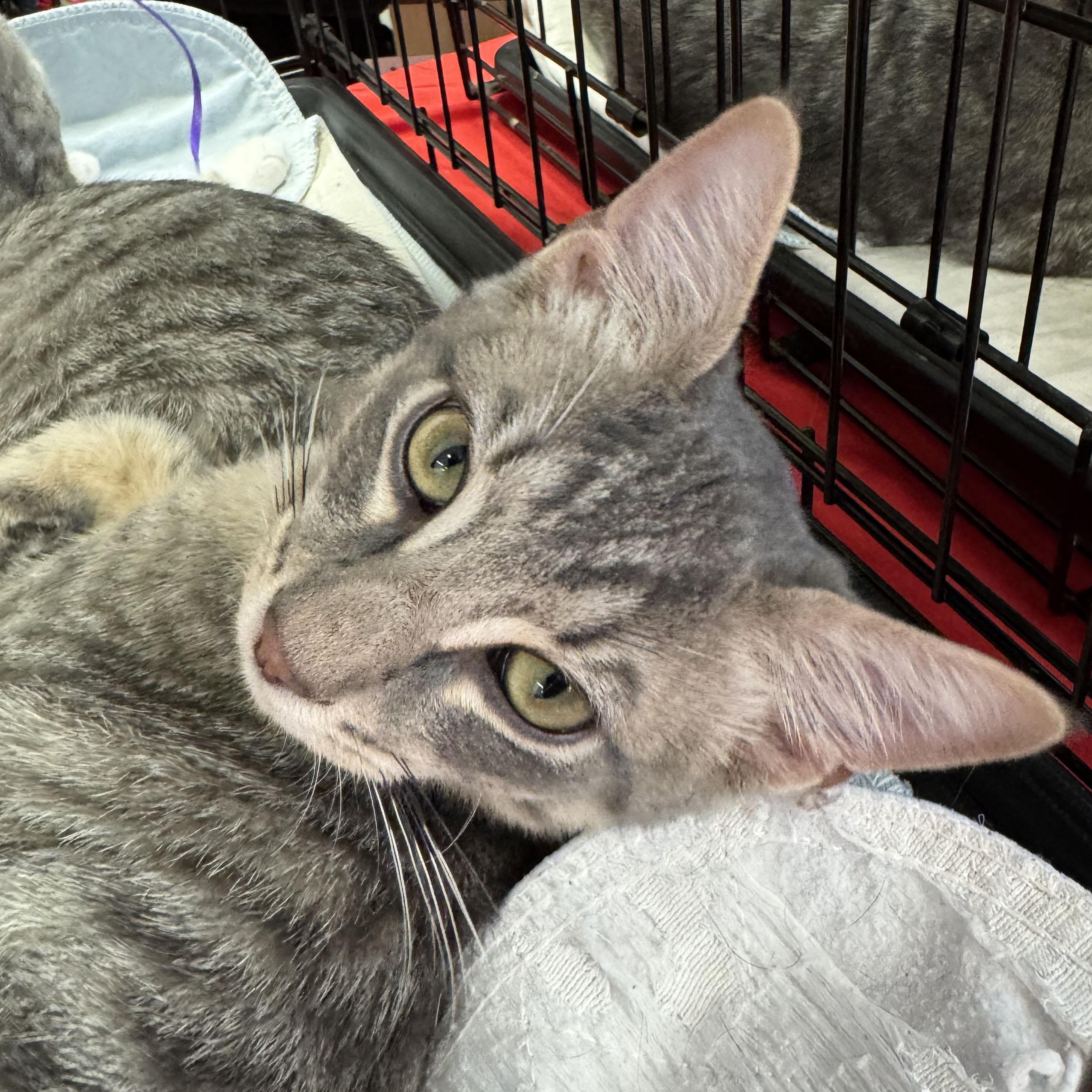 Enlarge Goose, a Adoptable mixed breed in Harrisburg, PA image 3/6