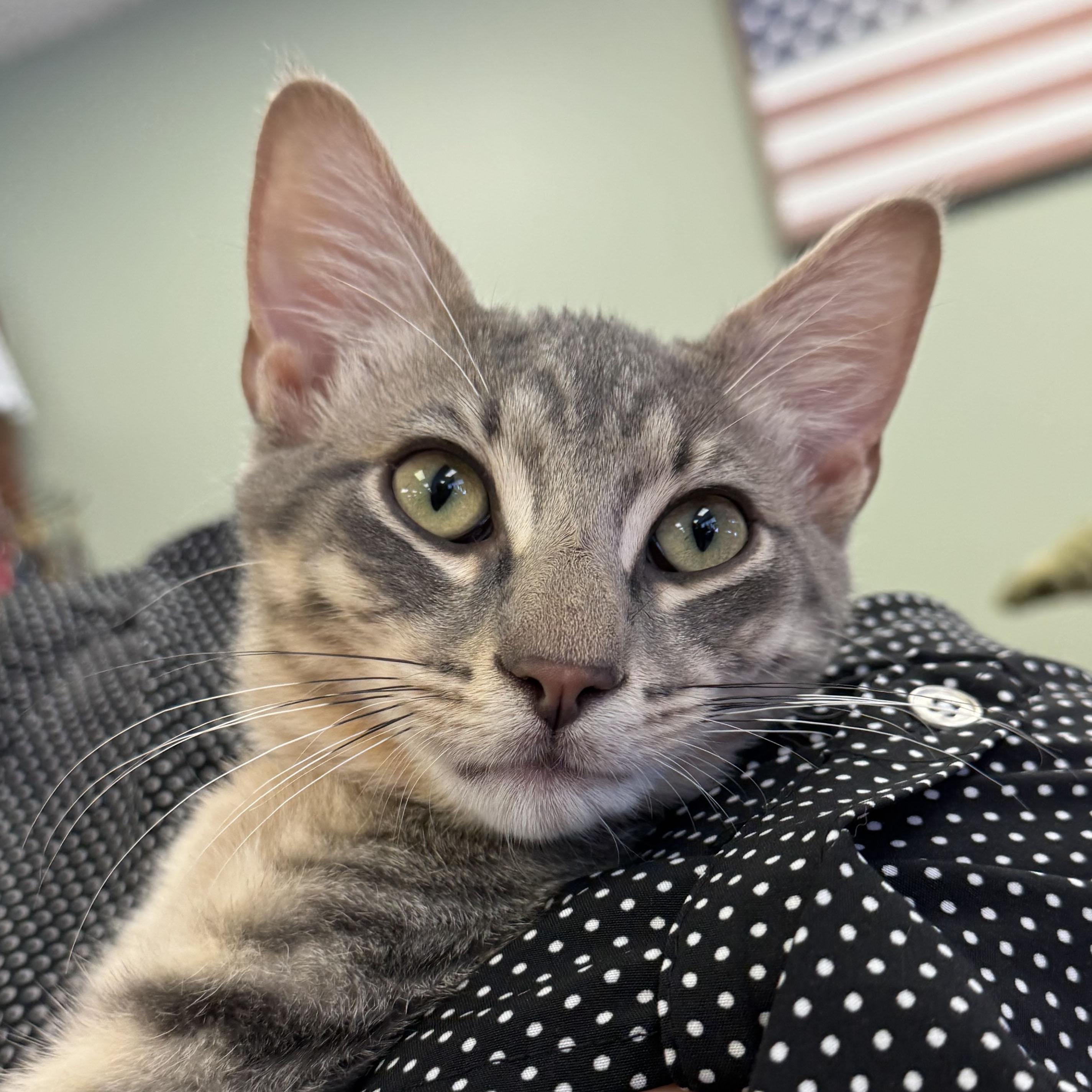 Goose, Adoptable, Kitten Male Tabby & Domestic Short Hair.