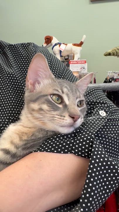 Enlarge Goose, a Adoptable mixed breed in Harrisburg, PA video 2/6