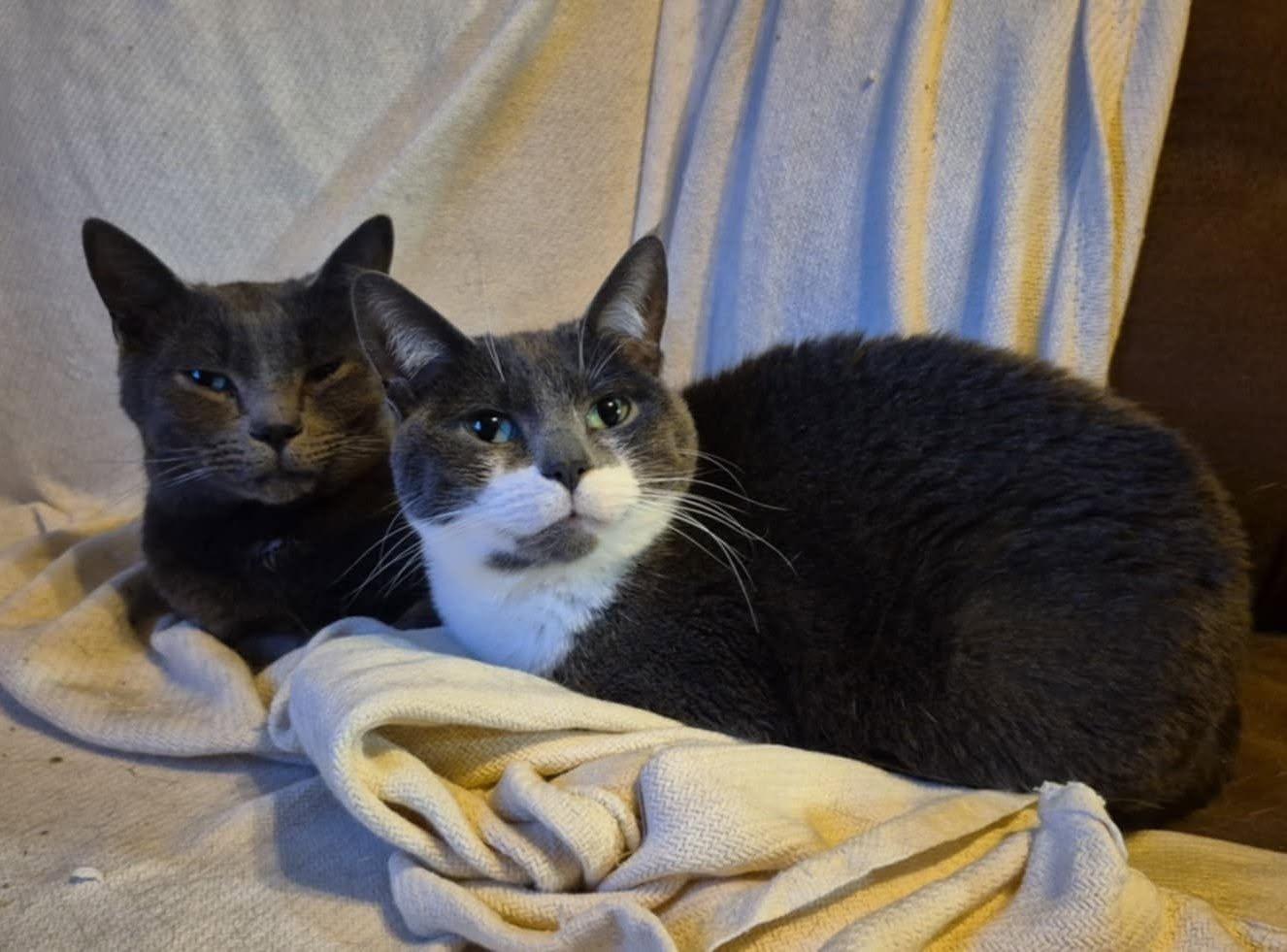 Gunther and Monica, ADOPTABLE, Adult Male Domestic Short Hair.