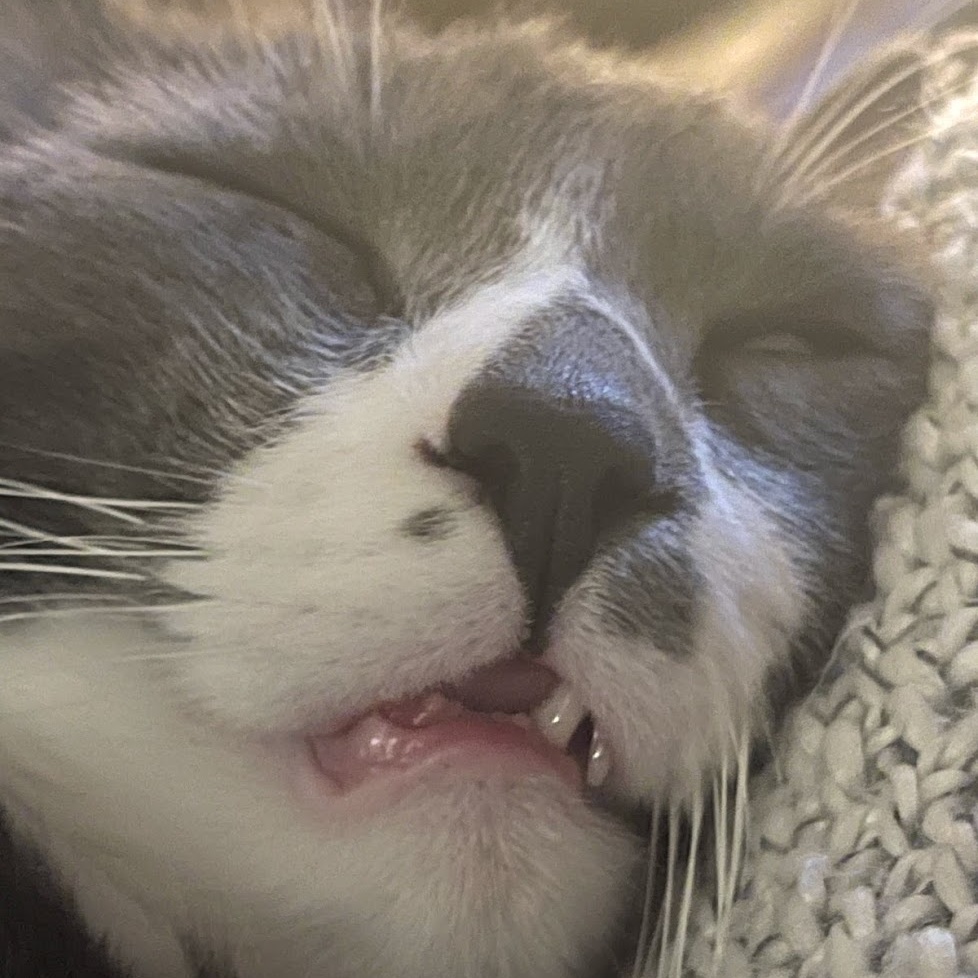 Chester *Courtesy Post*, an adoptable Tuxedo, Domestic Short Hair in Sacramento, CA, 95834 | Photo Image 1