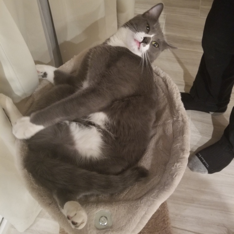 Chester *Courtesy Post*, an adoptable Tuxedo, Domestic Short Hair in Sacramento, CA, 95834 | Photo Image 2