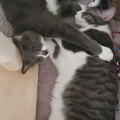 Chester *Courtesy Post*, an adoptable Tuxedo, Domestic Short Hair in Sacramento, CA, 95834 | Photo Image 3