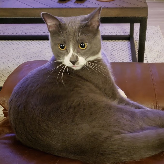 Chester *Courtesy Post*, a Adoptable mixed breed in Sacramento, CA image 6/6