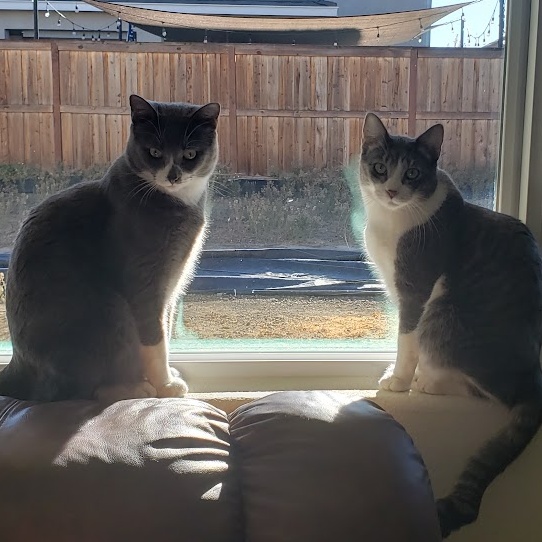 Chester *Courtesy Post*, a Adoptable mixed breed in Sacramento, CA image 5/6