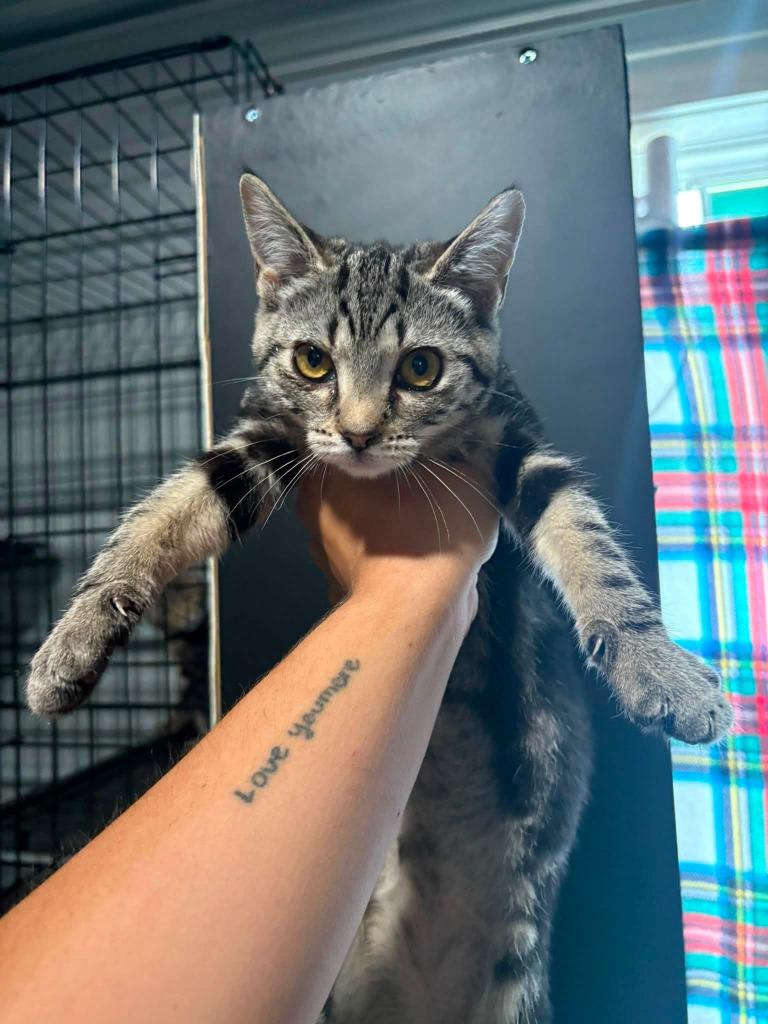 Swirl, Adoptable, Kitten Male Domestic Short Hair.