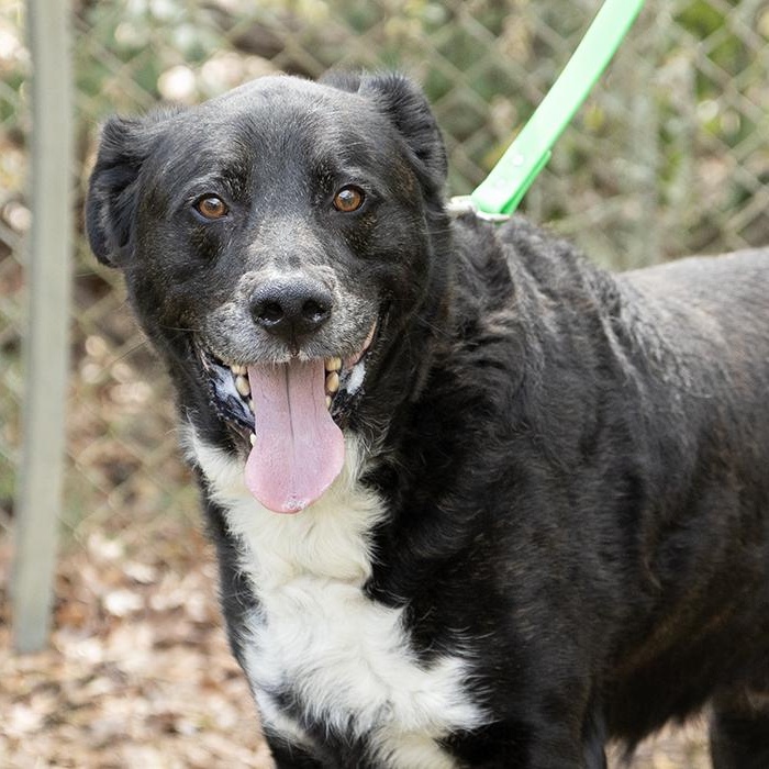 Rocky, a ADOPTABLE Labrador Retriever in Slidell, LA image 1/3