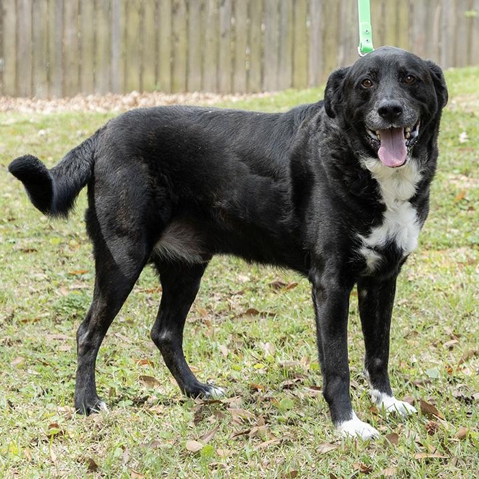 Rocky, a ADOPTABLE Labrador Retriever in Slidell, LA image 2/3