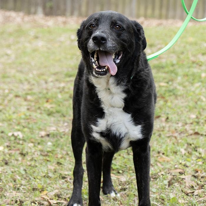 Rocky, a ADOPTABLE Labrador Retriever in Slidell, LA image 3/3