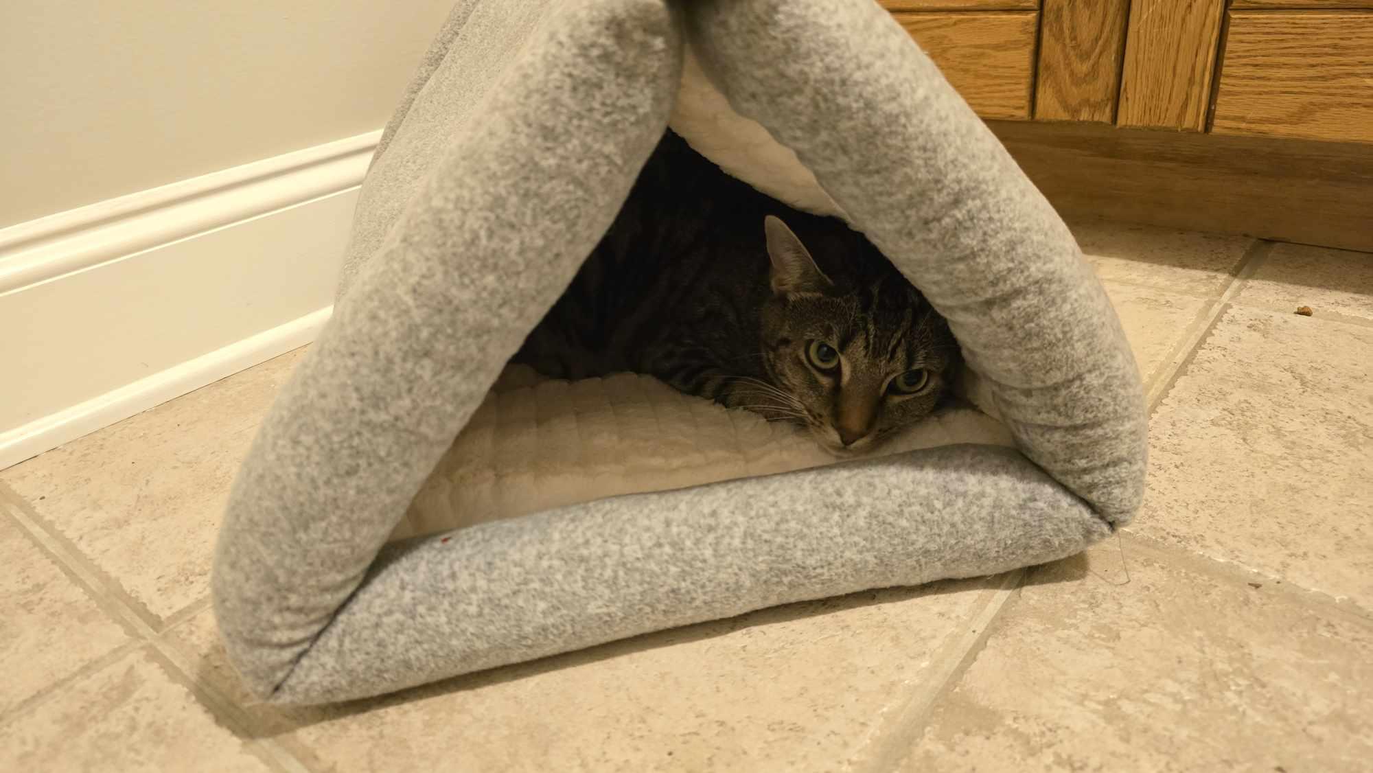 Enlarge Shirley, a Adoptable Domestic Short Hair in Blacksburg, VA image 2/3