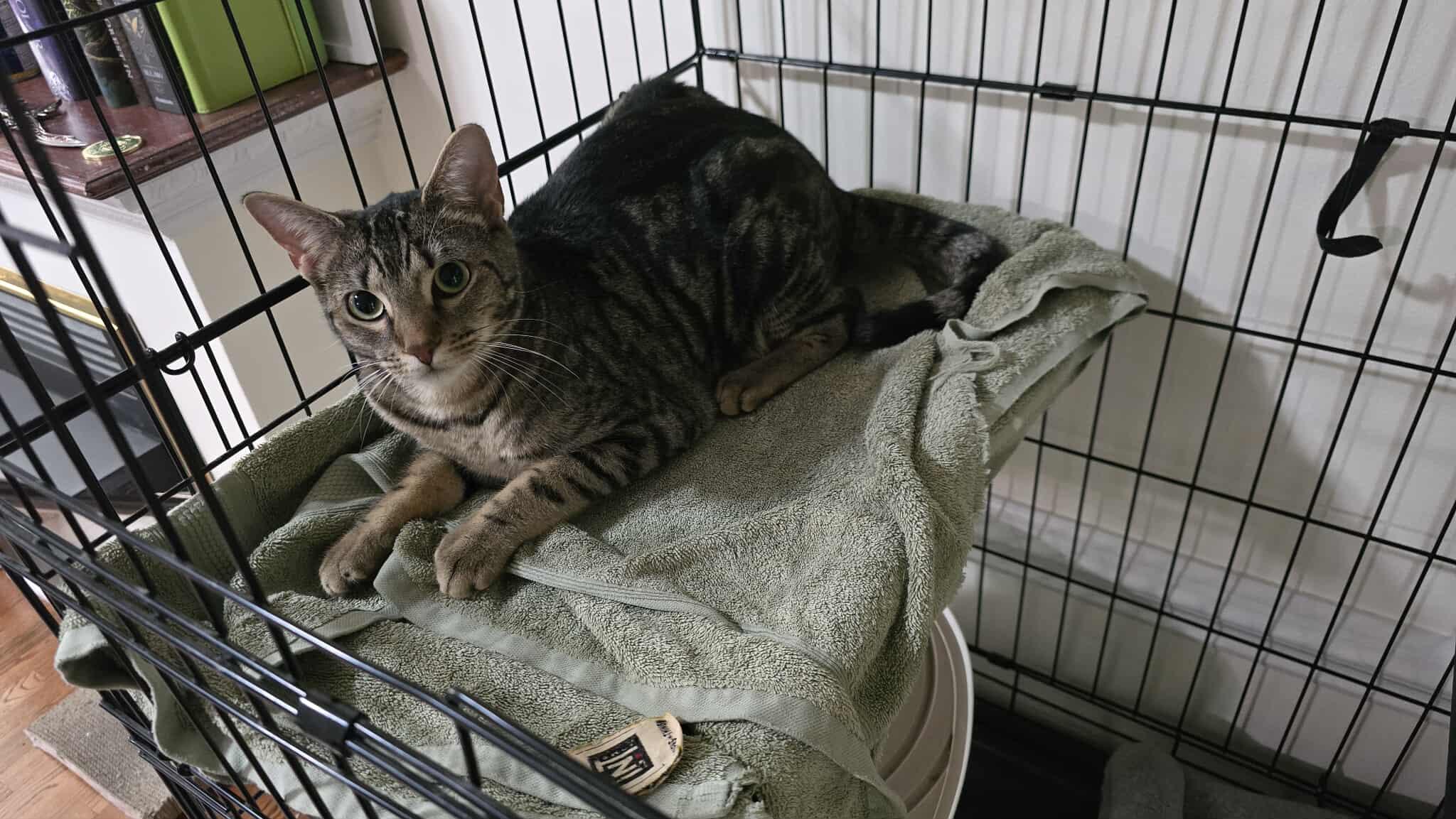 Enlarge Shirley, a Adoptable Domestic Short Hair in Blacksburg, VA image 3/3