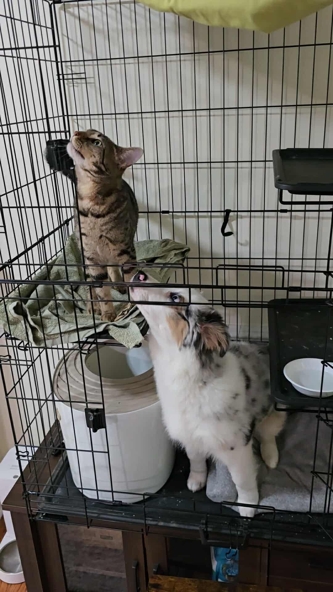 Enlarge Shirley, a Adoptable Domestic Short Hair in Blacksburg, VA image 1/3