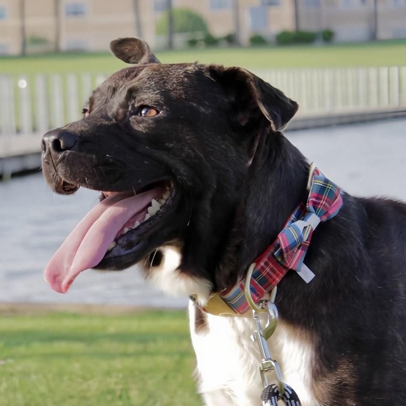 Enlarge Chocolate, a Adoptable mixed breed in Salt Lake City, UT image 1/6
